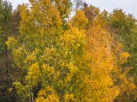 Leuchtende Birkengruppe